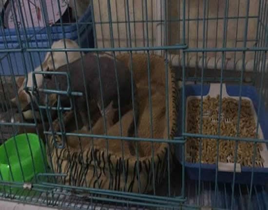 狗狗邮寄需要什么手续_狗狗邮寄一般费用多少钱啊_邮寄一个狗狗多少钱