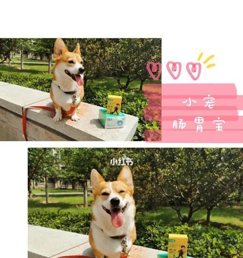 柯基肠胃炎的原因和症状解析（揭示柯基肠胃炎发病原因，了解症状如何应对）