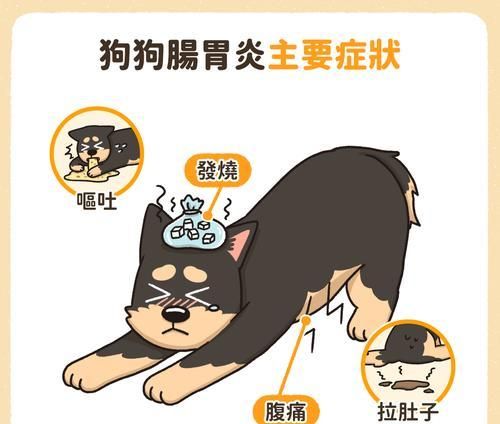 泰迪肠胃炎的症状与治疗（宠物泰迪患上肠胃炎的表现及应对措施）
