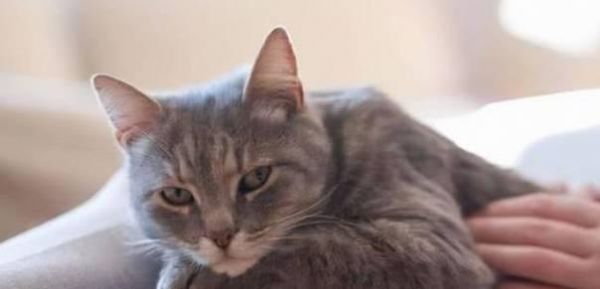 猫咪肠胃炎的危害（如何及时治疗避免宠物疾病）