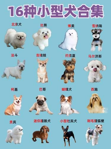 上班族女生必看！小型狗挑选秘籍