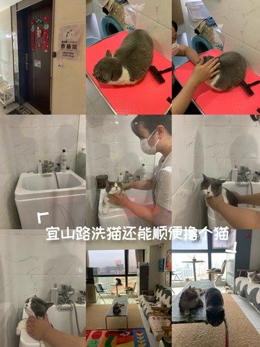 徐汇宜山路猫咪洗澡撸猫馆｜周末去哪儿