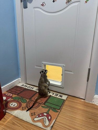 和小猫咪一起的沉浸式游戏体验！！