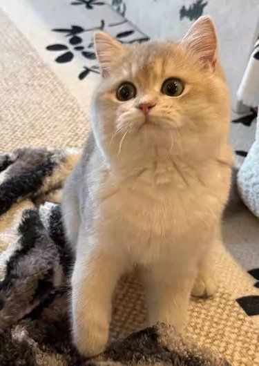 猫咪萌瞬间速递