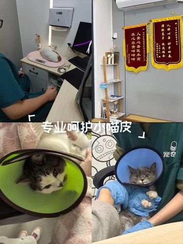 医院里的猫咪日常