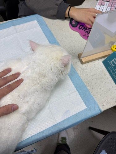 小猫打疫苗之数宠动物医院