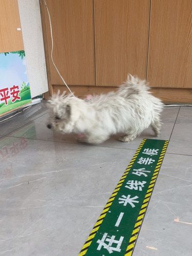 宠物医院推荐