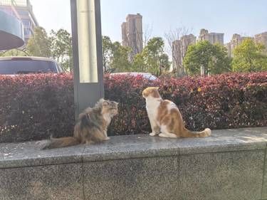 强推数宠动物医院！李佳医生妙手仁心
