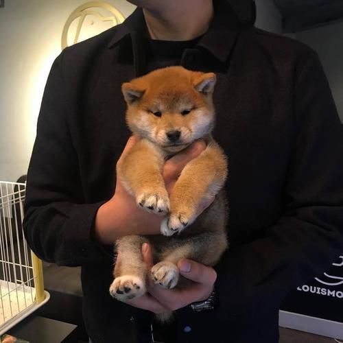 宠物头像男生