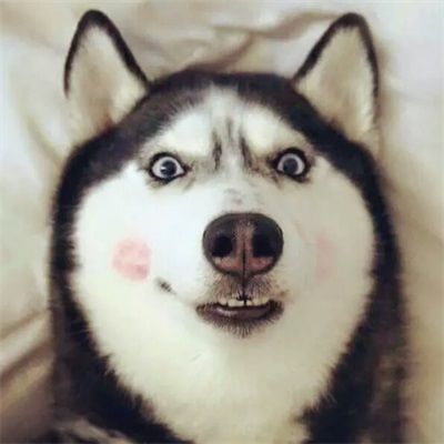 萌萌哒宠物狗男生头像超好看的狗狗