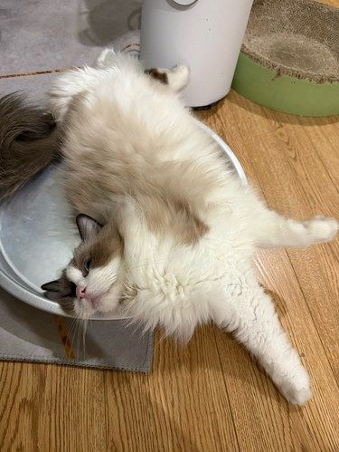 喵星人的美容院日常