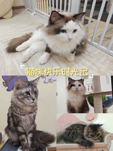 与猫咪的快乐共处时光