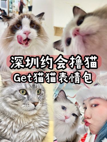 深圳约会撸猫猫！每张都是表情包！