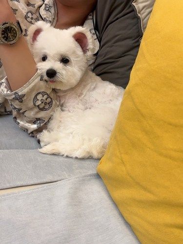 宠物狗狗的日常萌
