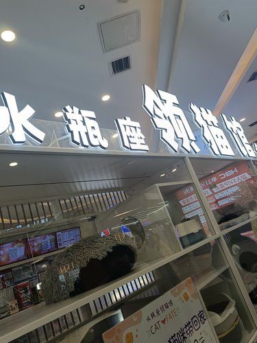 有谁不喜欢喵喵呢