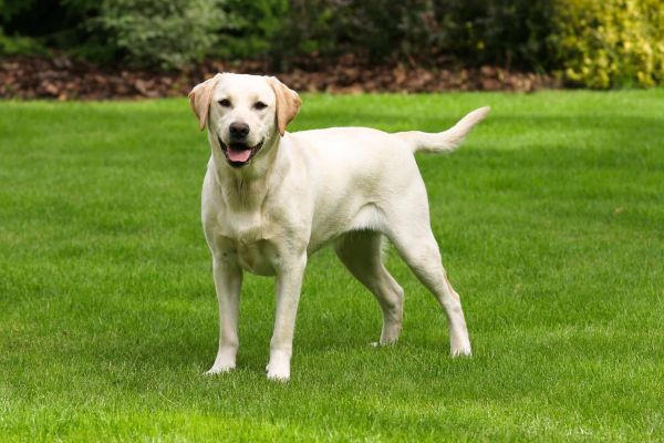 花园里的一只拉布拉多猎犬。
