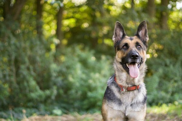 白天，棕褐色和黑色的德国牧羊犬在树附近