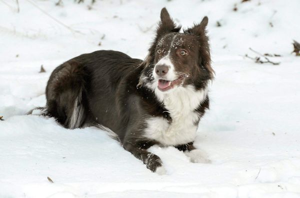 白天，黑白边境牧羊犬坐在白雪覆盖的地面上