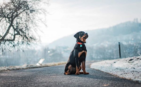 狗, 罗威纳犬, 冬季, 户外, 动物, 家畜, 罗威纳犬, 雪, 宠物, 自然, 犬, 罗威纳犬, 罗威纳犬, 罗威纳犬, 罗威纳犬, 罗威纳犬