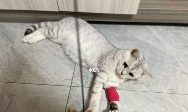 狗狗留置针的必要性（宠物健康保障与人类责任）