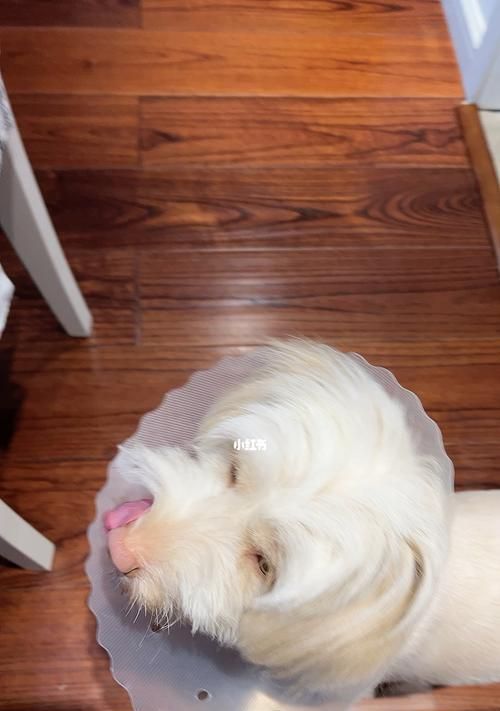 狗狗留置针的必要性（宠物健康保障与人类责任）