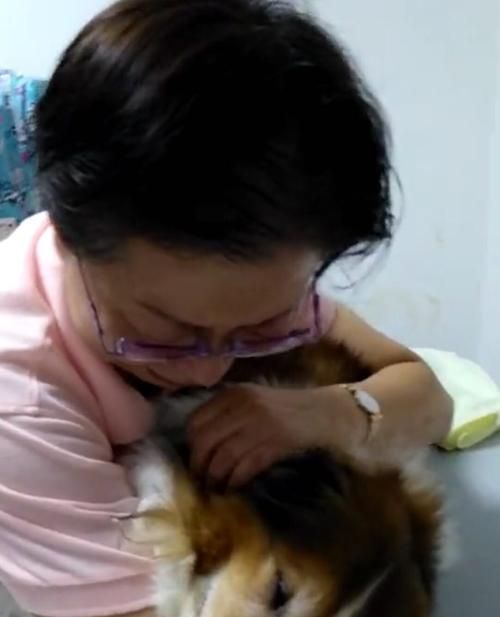 狗狗留置针的必要性（宠物健康保障与人类责任）