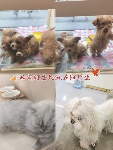 购买宠物送皇家新宠礼包[点赞]