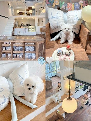 杭州韩系宠物餐厅狗狗鲜食+人类咖啡厅