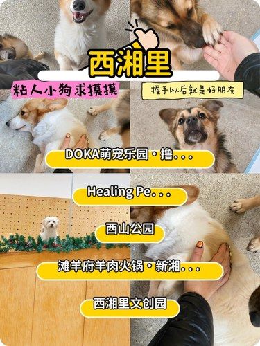 狗狗的快乐，我的快乐