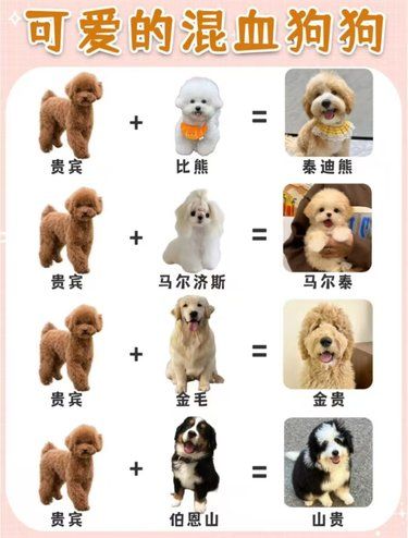 原来泰迪熊是这样混出来的，没想到吧