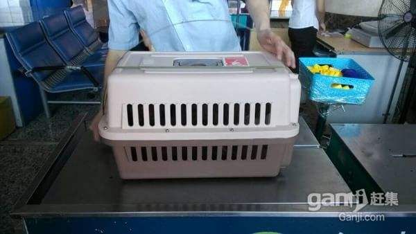 宁波栎社机场宠物空运宠物运输宠物托运