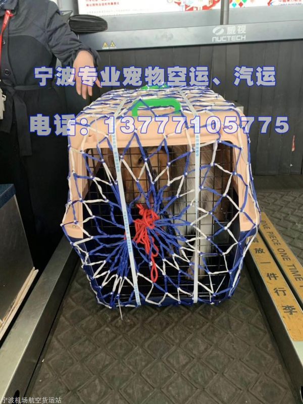 宁波航空运输宠物托运