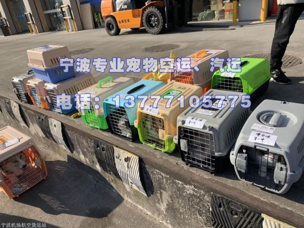 宁波航空运输宠物托运