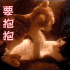 ▲ 不是抱猫，是豹猫啦 /图片：SOOGIF动图