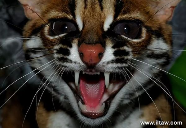 ▲ 图片：www.iltaw.com