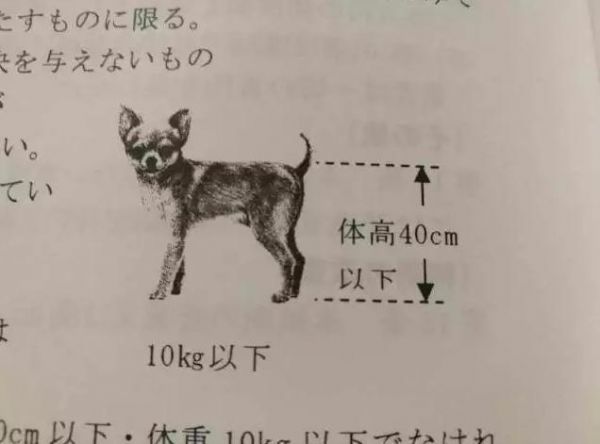 听说去东京租房，可以配送只猫！不过要搬家话，猫可不能跟你走哟