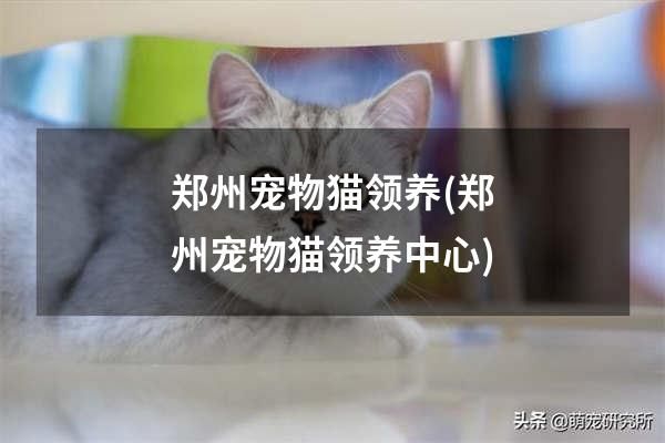 郑州宠物猫领养(郑州宠物猫领养中心)
