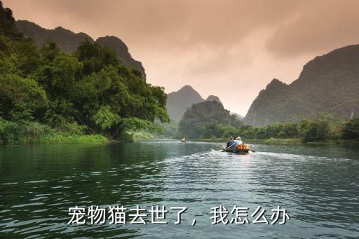 宠物猫去世了，我怎么办