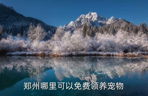 郑州哪里可以免费领养宠物