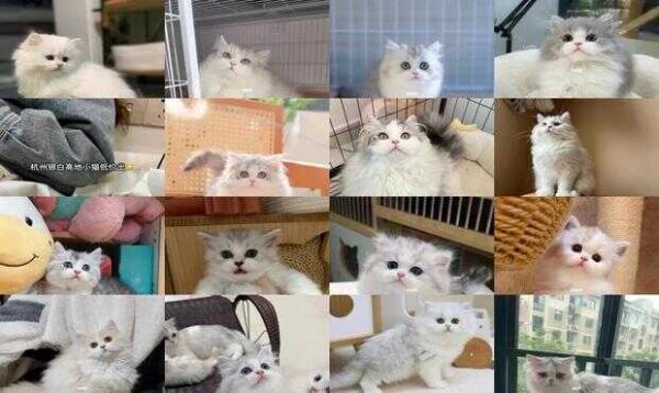银白高地猫一般多少钱一只