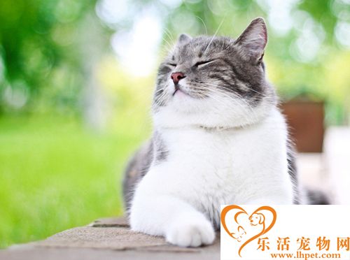 宠物猫的价格 不同地区宠物猫价格都不相同
