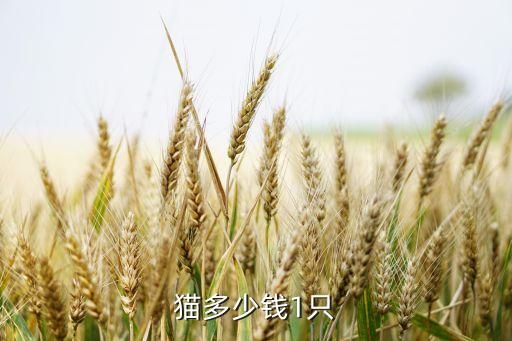 猫多少钱1只