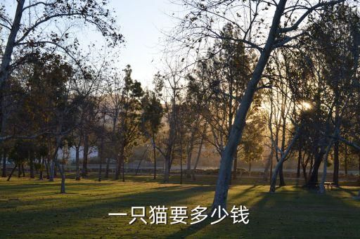 一只猫要多少钱