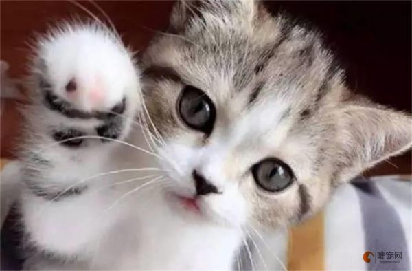 一只猫多少钱 在哪里买比较好