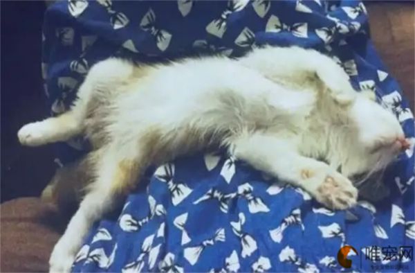 一只宠物猫大约多少钱 哪些猫咪适合穷养