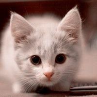 qq猫咪头像