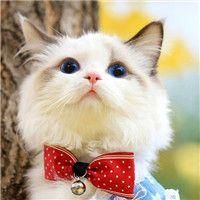 qq猫咪头像