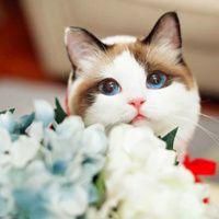 qq猫咪头像
