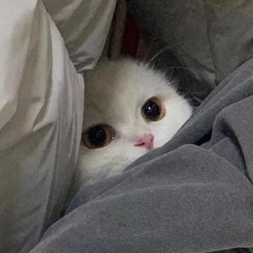 猫咪头像男生用 qq猫咪头像的男生头像