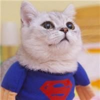 qq猫咪头像